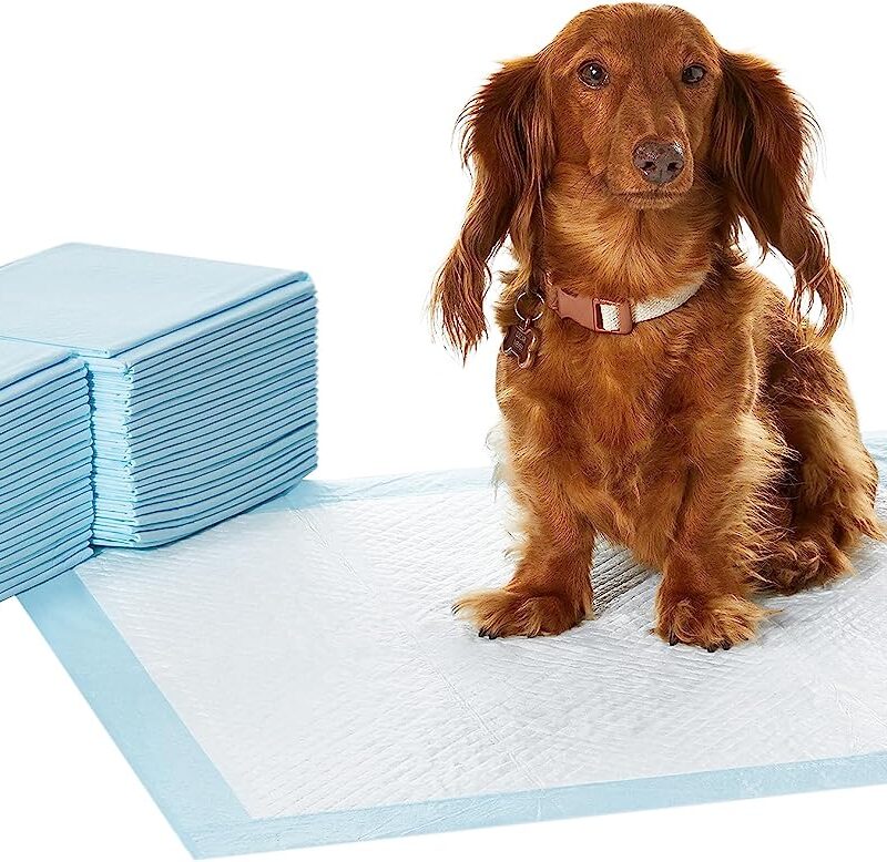 Amazon Basics Dog and Puppy Training Pads, Leakproof, 5-Layer Design with Quick-Dry Surface, Regular, Pack of 50, Blue